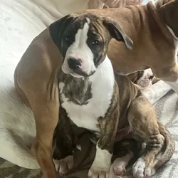 Boxer x Dogo Puppies, sweet, loving, cuddles