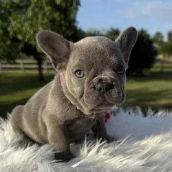 Lilac Brindle Female French Bulldog