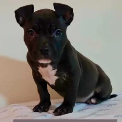 American bully puppies