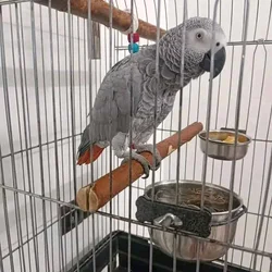 Male and female African grey Parrots Available