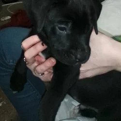 mixed lab puppies