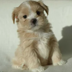 Honey, tiny malshi!