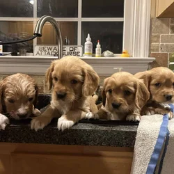Golden Cavaliers