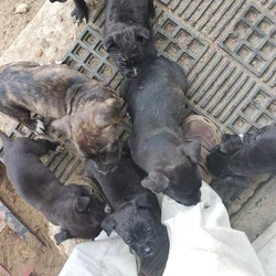 Cane-Corso puppies for sale