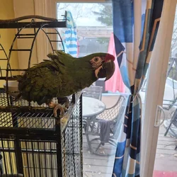 MACAW