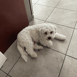 Selling adorable neutered Cavachon