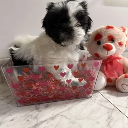 Shih Tzu Puppies