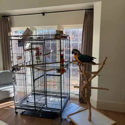 WANT TO BUY Macaw or Grey