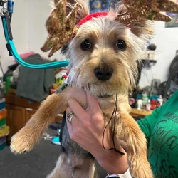 Loveable Yorkie
