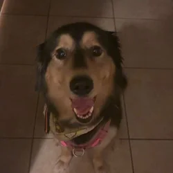 Free dog