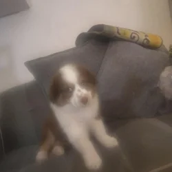 Australian Shepherd