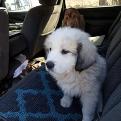 Great Mountain Pyrenbernese Puppies