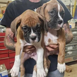 2 purebred 9 week male puppies
