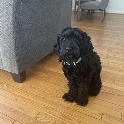 Leo the Doodle
