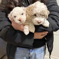 CUTE DOGS