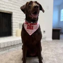 AKC Chocolate Lab
