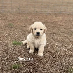 Golden retriever puppies