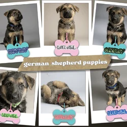 6 Stunning German Shepherd Puppies Ready To Adopt!