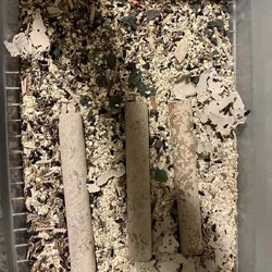 Mealworm breeder