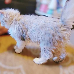 Selkirk Rex kittens