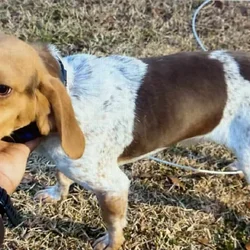 Red and White AKC Registered Beagle for Sale