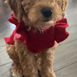 Mini female Goldendoodle