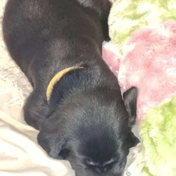 Registered Black Labrador Retriever puppies