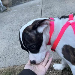 Puppy-4 month old pit/mastiff