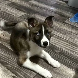 “Courage,” 3 month old husky male