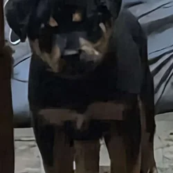 Shepweiler