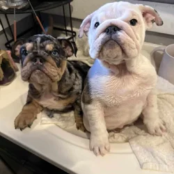 Full English bulldog