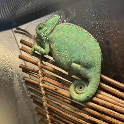 Chameleon and enclosure