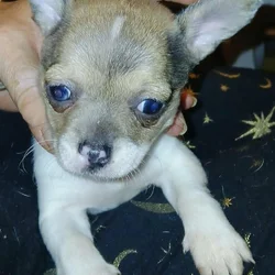 Stunning different colors merle piebald male chihu
