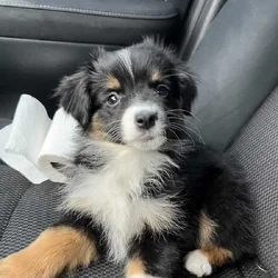 Mini Australian Shepherd Puppy for sale