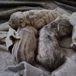 Blue Corso puppies