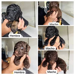 Poodle Puppies
