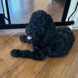Black, male golden doodle