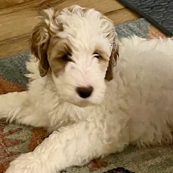 Double Doodle Puppies Ready for Forever Homes