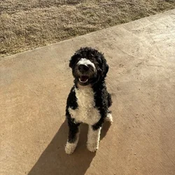 Bernedoodle for sale