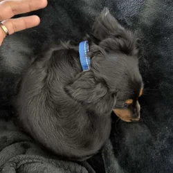 Mini hairy dachshund