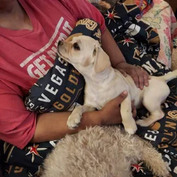 PUPPIES