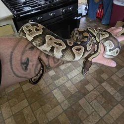 Ball Python needs good home