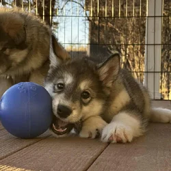 ⭐️ Alaskan Malamute Puppy – Violet