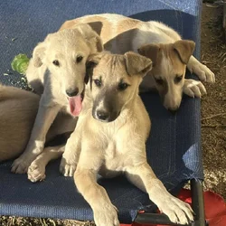 Borzoi-Greyhound Puppies