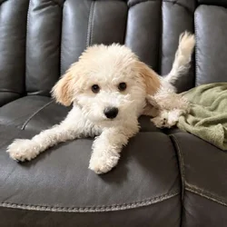 Maltipoo puppy
