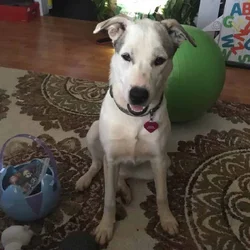 Mixed Breed Bird Dog