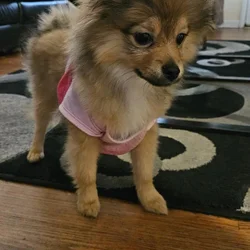 POMERANIAN FEMALE 4M. OLD