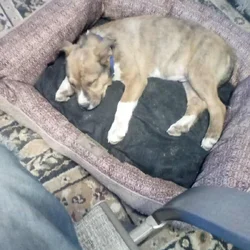 Pitskis puppy