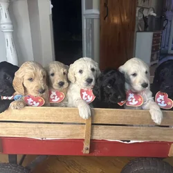 Goldendoodle Puppies