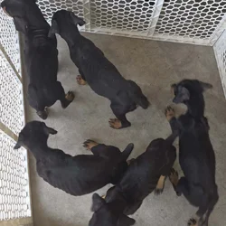 Doberman rottweiler